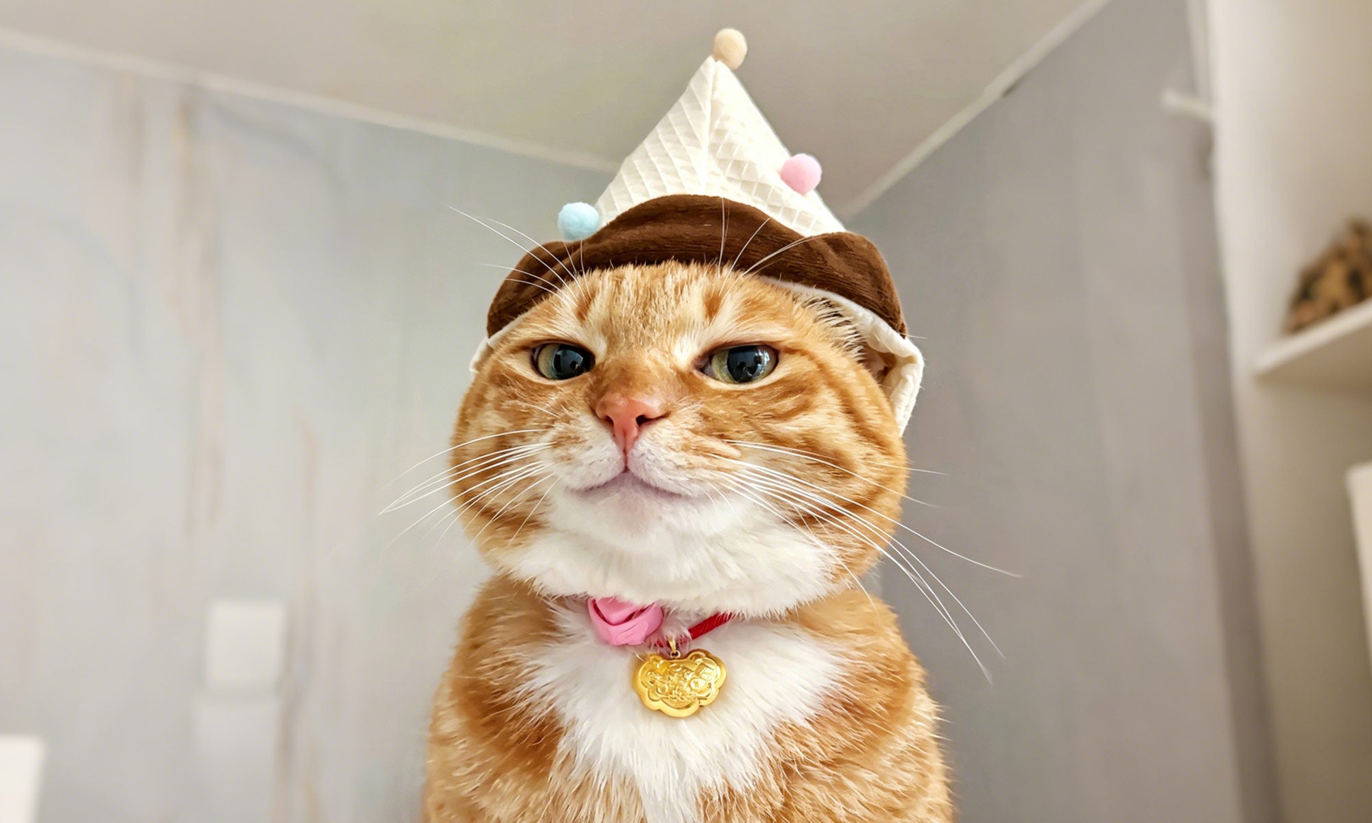 Orange tabby cat wearing a party hat used as the reference photo for a custom pet portrait.
